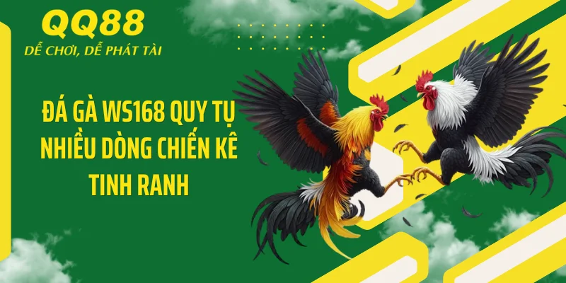 Đá Gà WS168 - Bộc Phá Sàn Cược QQ88 Với Ngàn Hạ Gục 3 Đá gà WS168 quy tụ nhiều dòng chiến kê tinh ranh