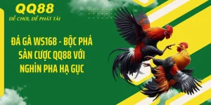 Đá Gà WS168 - Bộc Phá Sàn Cược QQ88 Với Nghìn Pha Hạ Gục
